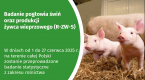 Badanie pogłowia świń oraz produkcji żywca wieprzowego (R-ZW-S) Foto