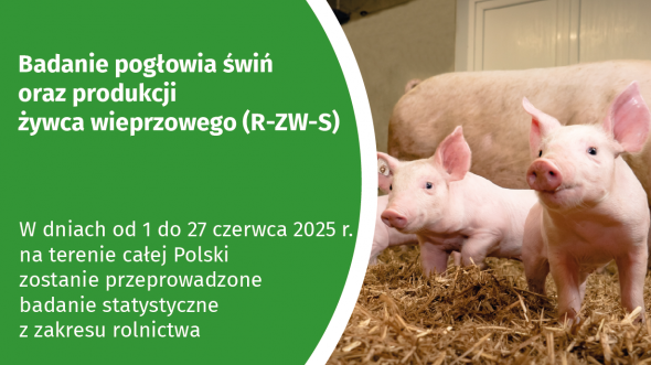 Po lewej stronie informacja o przeprowadzanym badaniu, po prawej stronie zdjęcie świń w pomieszczeniu